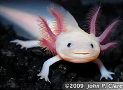 L'axolotl est-il un poisson ?