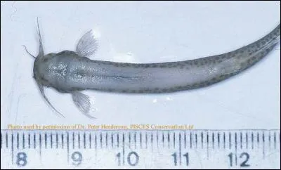 Quel poisson s'installe parfois dans l'urètre ou la vessie d'un homme ?