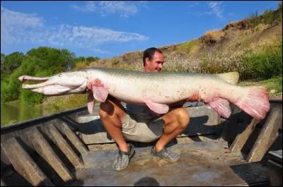 Quel est l'autre nom du poisson alligator ?