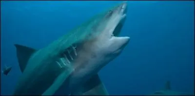 Peut-on trouver des requins en eau douce ?