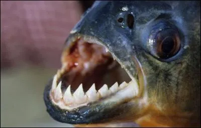 Les piranhas s'attaquent-ils aux humains ?
