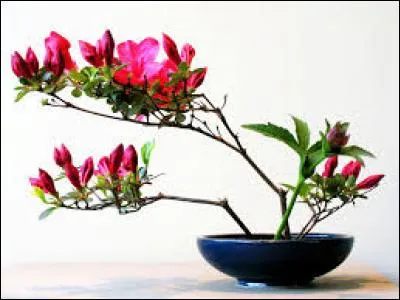 Antilope d'Afrique :