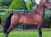 Quiz Races de chevaux : le morgan