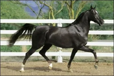 A quelle hauteur au garrot le morgan toise-t-il ?