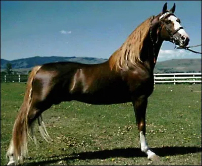 Quelles sont les 3 robes principales du morgan ?