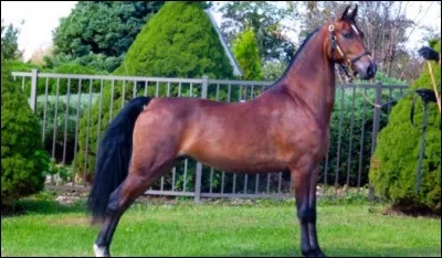 Le nom de la race est tiré du nom d'un des propriétaires du cheval qui est ...