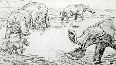 Le Platybelodon a-t-il réellement existé ?