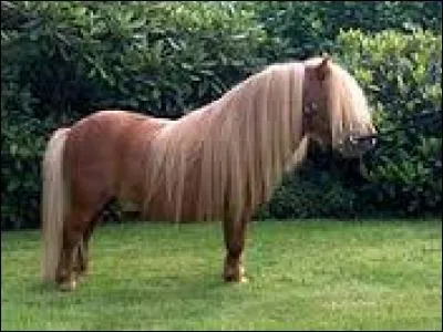 À quoi sert de panser un cheval ou un poney ?