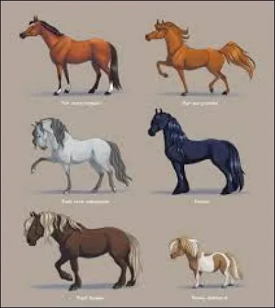 Combien de races de chevaux et de poneys existe-t-il ?