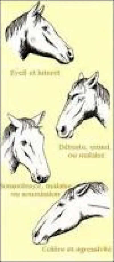 Comment voit-on qu'un cheval ou un poney n'est pas content ?