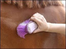 Quiz Galop 1