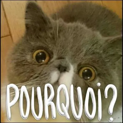 Comment son chat s'appelle-t-il ?