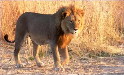 Il a depuis plusieurs siècles disparu de l'Europe et de l'Asie. De quel animal s'agit-il ?