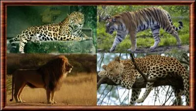 A quel genre de la famille des félins appartiennent le lion, le tigre, le jaguar et le léopard ?