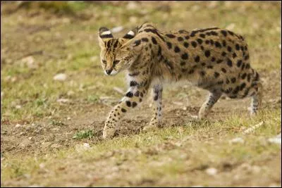 Ce petit félin vit dans les savanes d'Afrique. De quel animal s'agit-il ?