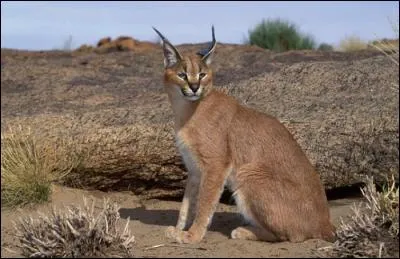 Il ressemble au lynx par certains aspects mais vit dans les régions arides d'Afrique et d'Asie. De quel animal s'agit-il ?