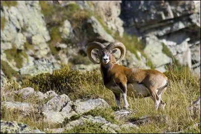 Quel est le nom de cet animal ?