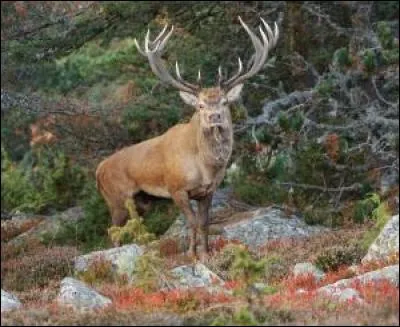 À quel animal appartiennent ces bois ?