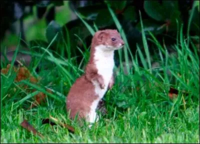 C'est un animal herbivore.