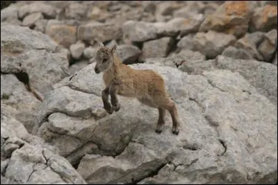 On appelle "cabri", un jeune bouquetin de moins d'un an.
