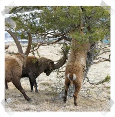 Le bouquetin n'est pas carnivore.