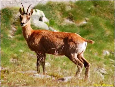 L'isard vit dans les Alpes.