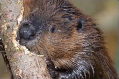Cette photo nous montre un véritable expert en matière de construction de digues. De quel animal s'agit-il ?