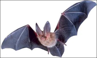 Quel est cet animal ?