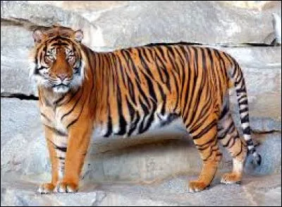 Ce dangereux carnassier est un...