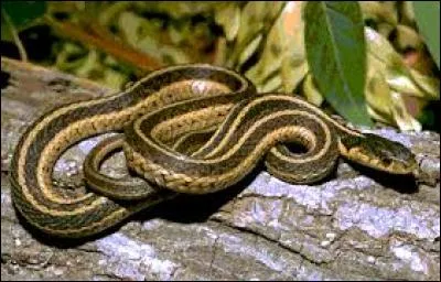 Grâce à quoi le serpent sent-il ?