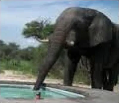 Quelle quantité d'eau peut contenir la trompe d'un éléphant ?