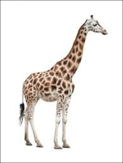 Combien mesure la langue d'une girafe adulte ?