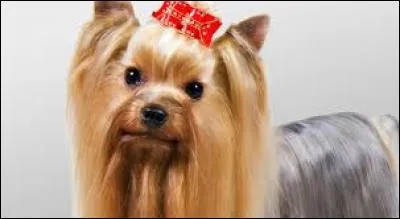 Combien s'appelle ce joli petit chien ?