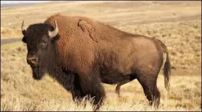 Quel animal vivant dans la prairie voit-on sur cette photo ?