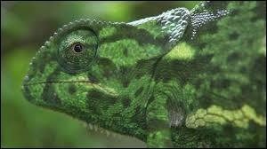Quiz Animaux