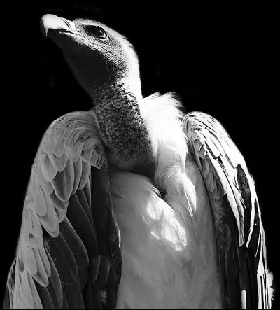 À quel dieu le vautour est-il associé ?