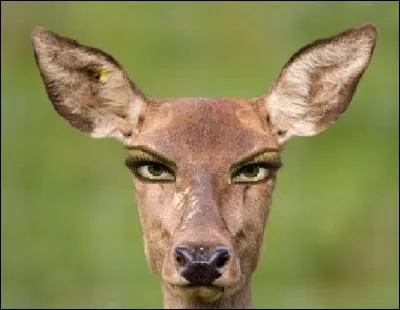 À quelle déesse la biche est-elle associée ?