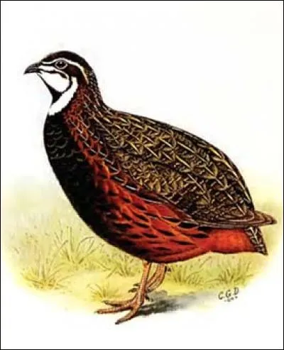 À quel dieu la caille est-elle associée ?