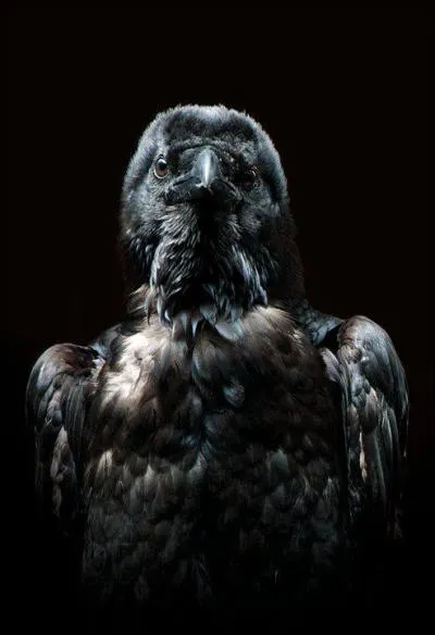 À quel dieu le corbeau est-il associé ?