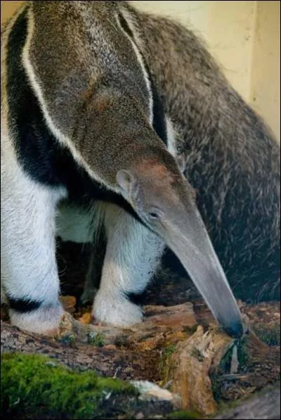 Voici une question un peu moins bête : Quel est le nom de cette jolie bête ?