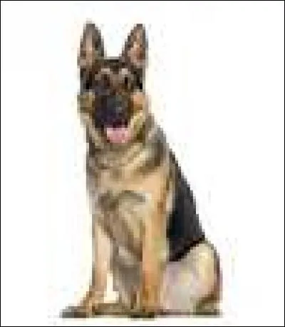 Un berger allemand est un chien de :