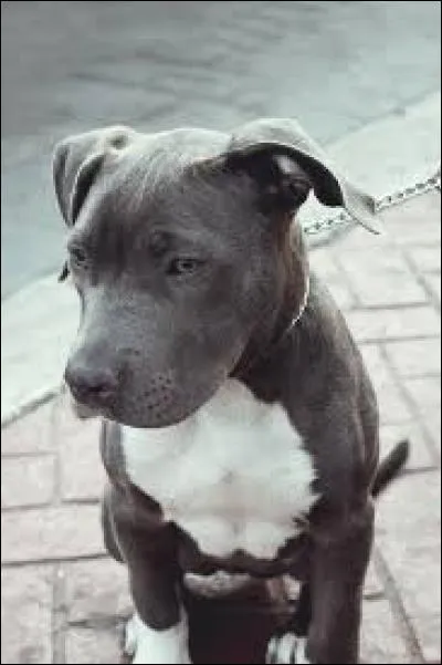 Un pitbull a la (les) ... forte(s).