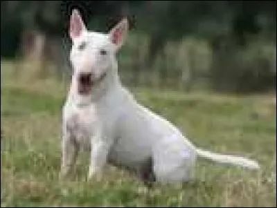 Un Bull Terrier a