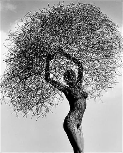 Elle préféra être changée en laurier que de céder aux avances d'Apollon. Qui est-elle ?