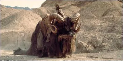Quelle est cette créature poilue vivant dans les déserts de Tatooine ?