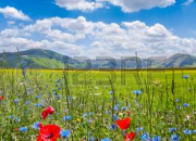 Quiz Les animaux et les plantes en agriculture