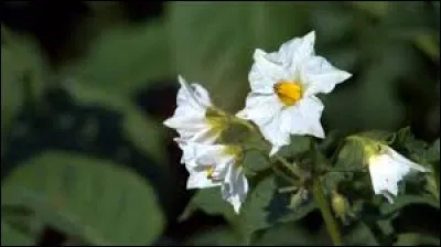 Une de ces 3 plantes cultivées n'est pas originaire d'Amérique. Laquelle ?