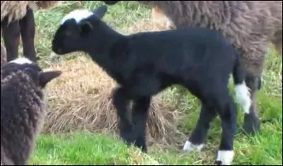 La durée de gestation d'une brebis est de :