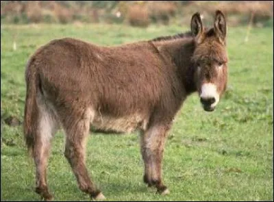 Un seul de ces animaux est un ruminant. Lequel ?