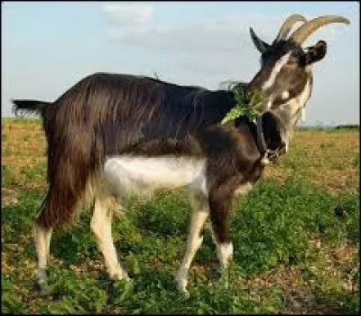 Quelle est la race de cette chèvre ?